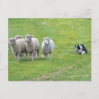 Border Collie and Ewes Briefkaart
