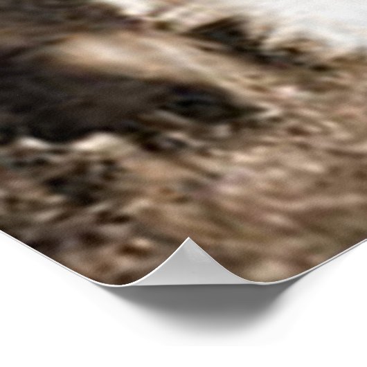 "Border Collie and Lamb"~Border Collie Poster (Hoek)