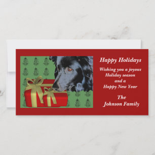 Border Collie Animal Christmas Holiday Kaart