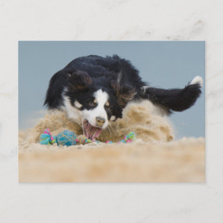 Border Collie auf Balljagd Briefkaart