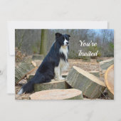 Border Collie Birthday Uitnodiging (Voorkant)