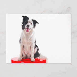 Border collie briefkaart