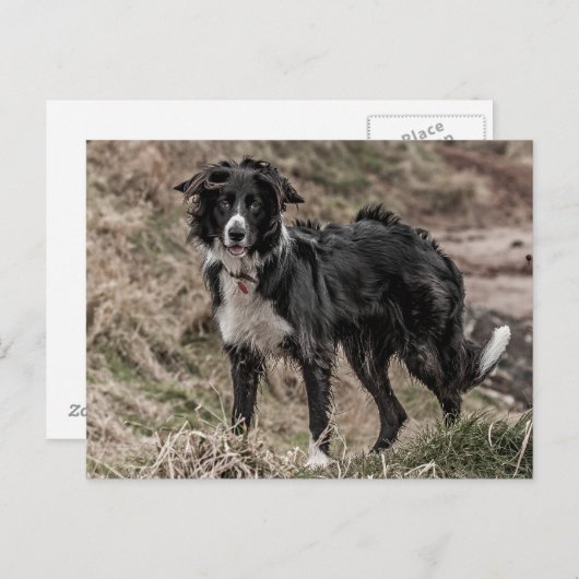 Border Collie Briefkaart (Voorkant / Achterkant)