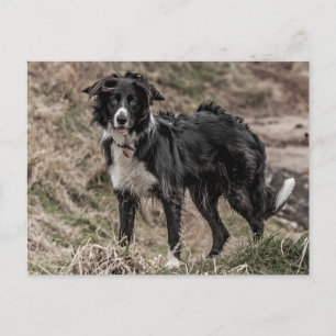 Border Collie Briefkaart