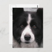 Border Collie Briefkaart (Voorkant / Achterkant)