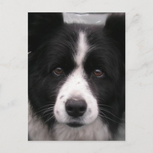 Border Collie Briefkaart (Voorkant)