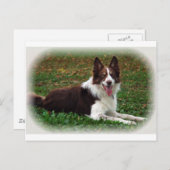 Border Collie Briefkaart (Voorkant / Achterkant)