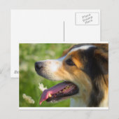 Border Collie Briefkaart (Voorkant / Achterkant)
