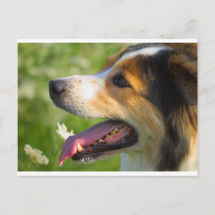 Border Collie Briefkaart