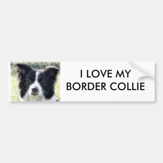 Border Collie Bumpersticker (Voorkant)