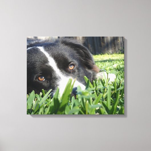 Border Collie Canvas Afdruk (Voorkant)