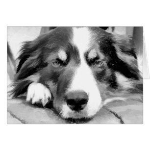 BORDER COLLIE CARD