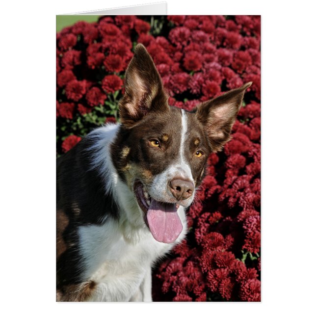 Border Collie Card (Voorkant)