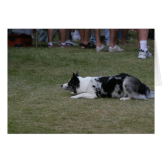 Border Collie Card