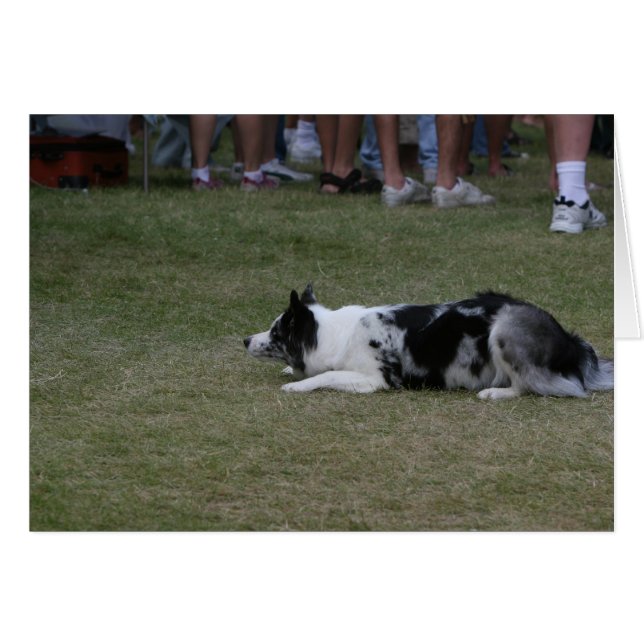 Border Collie Card (Voorkant Horizontaal)