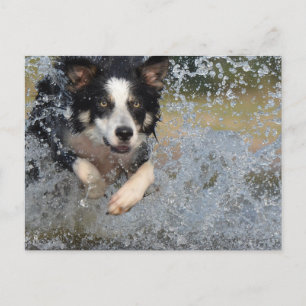 border collie die in het water rent briefkaart