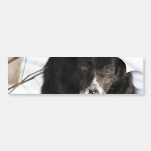 Border Collie Dog Bumperstickers