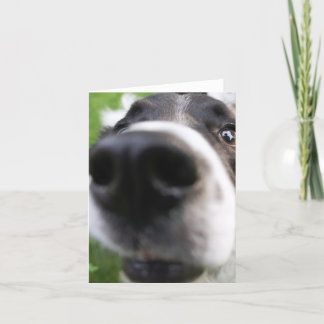 Border Collie Dog Face Close-up Wenskaart Kaart