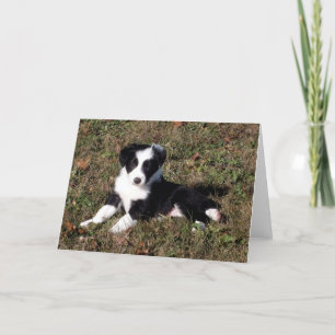 Border Collie Dog Portrait Blank Wenskaart Kaart