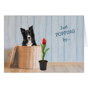 Border Collie Dog Wicker Basket Birthday Card