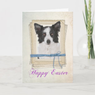 Border Collie Easter Kaart
