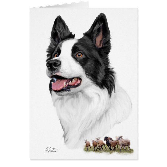 Border collie et moutons (Devant)
