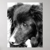 Border Collie Face Pencil Art #2 Poster (Voorkant)