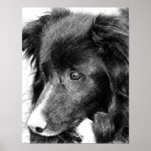 Border Collie Face Pencil Art #2 Poster