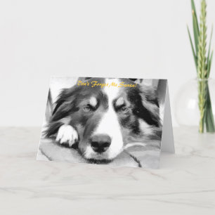 BORDER COLLIE FEESTDAGEN KAART
