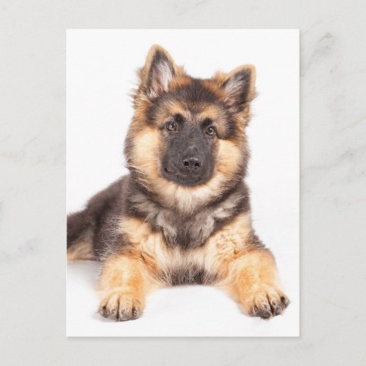 Border Collie German Shepherd Mix Briefkaart (Voorkant)