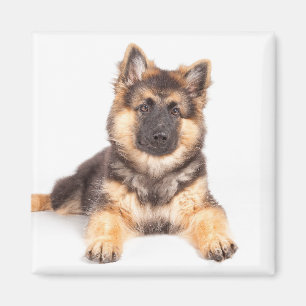 Border Collie German Shepherd Mix Magneet
