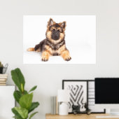 Border Collie German Shepherd Mix Poster (Thuiskantoor)
