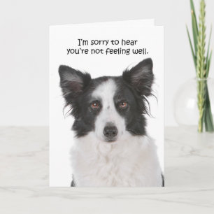 Border Collie Get Well Card Kaart
