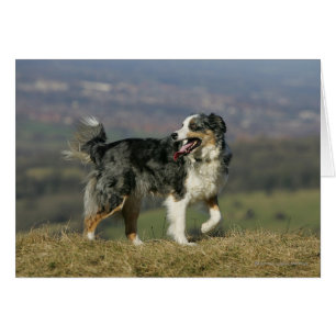 Border collie haletant 2