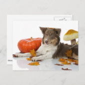 Border Collie haloween Briefkaart (Voorkant / Achterkant)