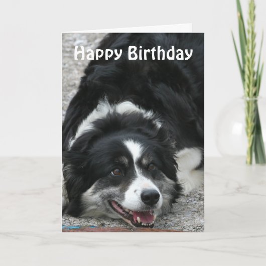 Border Collie - Happy Birthday Kaart (Voorkant)