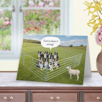 Border Collie Honden en Schapen Grappige Verjaarda
