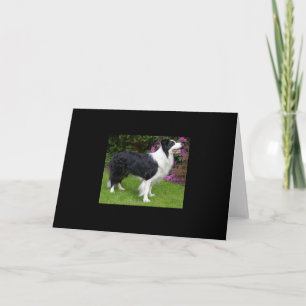 Border Collie Huisdier Hond Dier Schattig Bestemmi Kaart