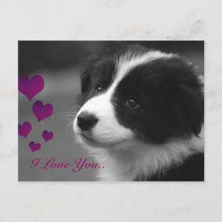 Border Collie, ik hou van je Briefkaart