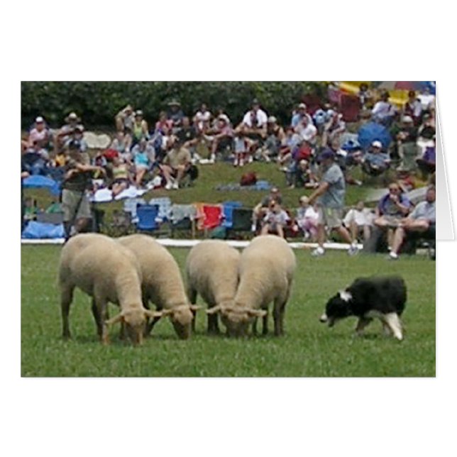 Border Collie in Actie (Voorkant Horizontaal)