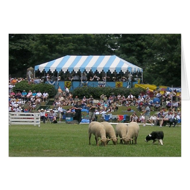 Border Collie in Actie (Voorkant Horizontaal)