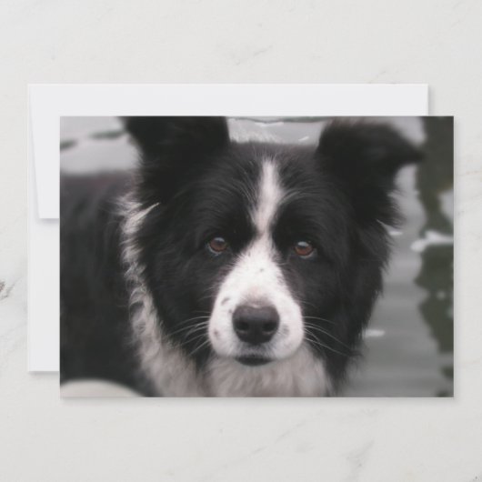 Border Collie Invitation Kaart (Voorkant)