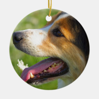 Border Collie Keramisch Ornament