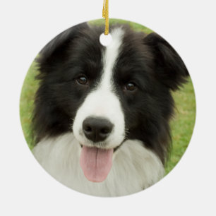 Border Collie Keramisch Ornament