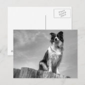 Border Collie kijken vanuit boomstam Briefkaart (Voorkant / Achterkant)