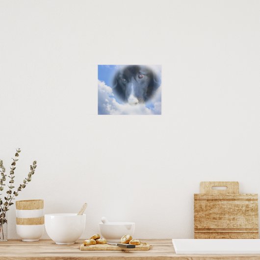 Border Collie kijkt van bovenaf Poster (Keuken)
