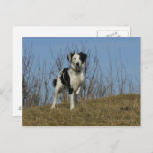 Border Collie Leg opgetild Briefkaart (Voorkant / Achterkant)