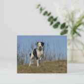 Border Collie Leg opgetild Briefkaart (Staand voorkant)