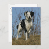 Border Collie Leg opgetild Briefkaart (Voorkant / Achterkant)