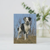 Border Collie Leg opgetild Briefkaart (Staand voorkant)